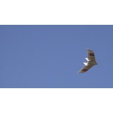 Drone Uav 2 alas Topograficos - 5km